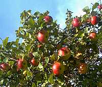 Æbler på æbletræ