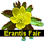 Erantis Organic Fair